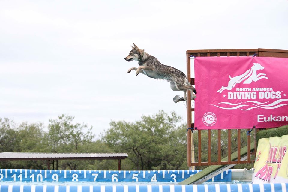 https://www.akc.org/wp-content/uploads/2020/03/Bacon-Bits-diving-dogs-2018.jpg
