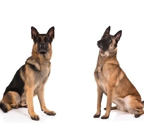 how many types of german shepherd are there