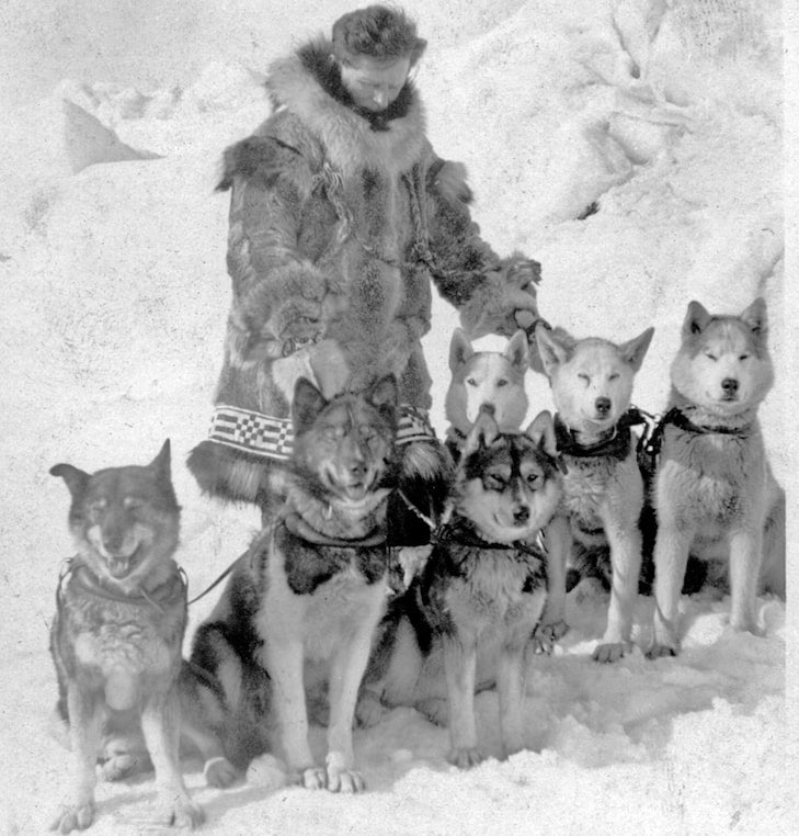 Buy Togo Siberian Husky Dog 8X10 Photo Picture Image Nome Alaska