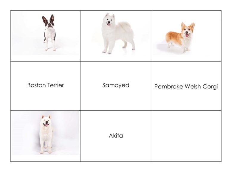 dog-breed-matching-game-american-kennel-club