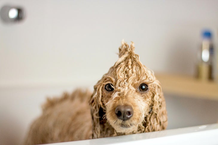 https://www.akc.org/wp-content/uploads/2020/03/Poodle-standing-wet-in-the-bathtub.jpeg