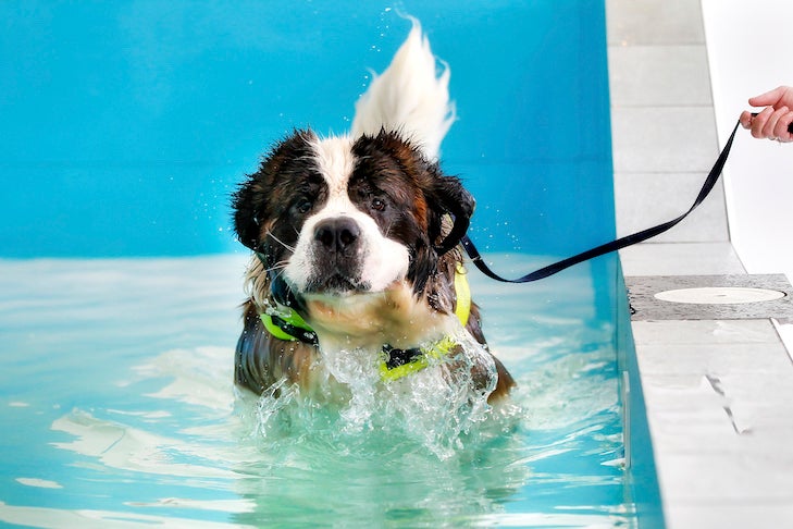 can a dog swim with 3 legs