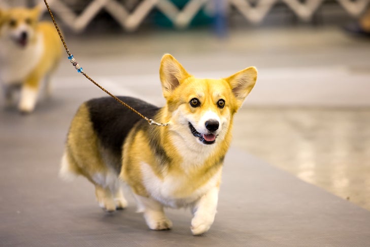 How to Watch & Stream the Kentuckiana Cluster of Dog Shows