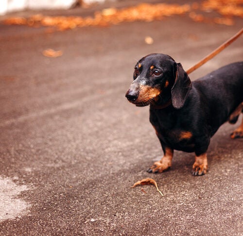 Why Are Dachshunds So Cute?