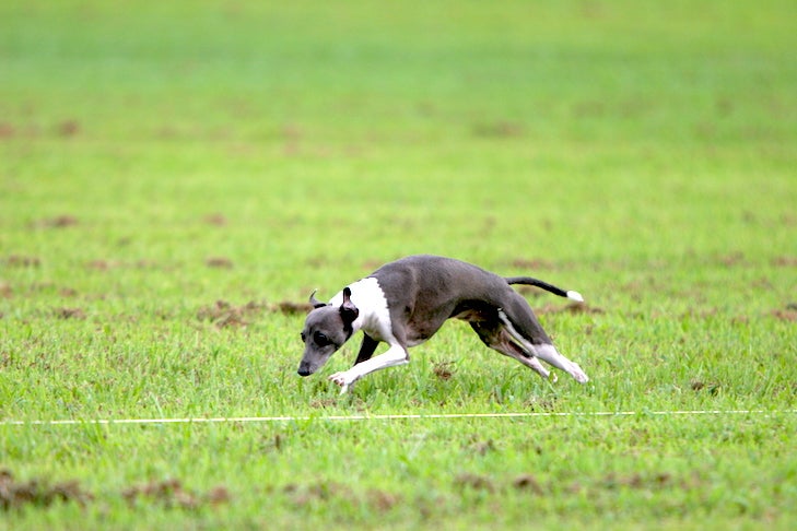 which is bigger a whippet or italian greyhound