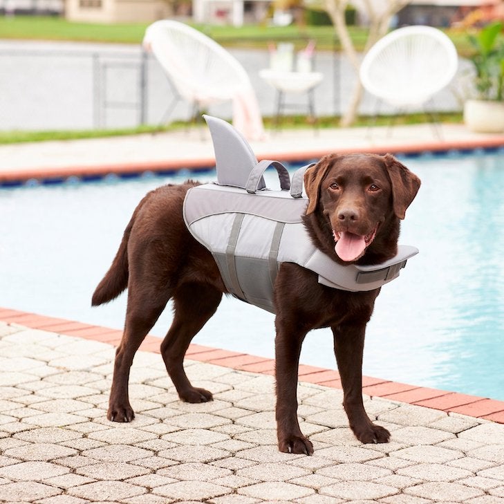 The 9 Best Dog Life Jackets for Safe Swimming—for Every Kind of Pup