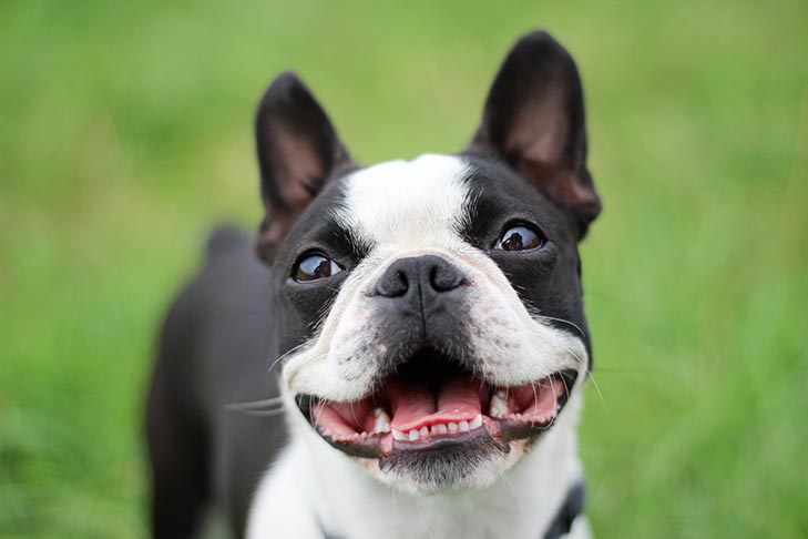 how much should i pay for a boston terrier