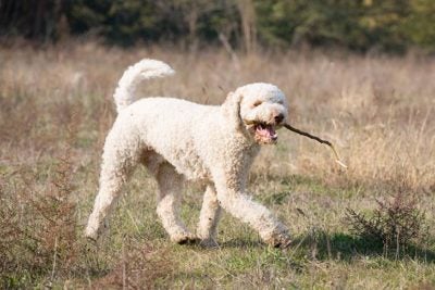 How to Groom a Cavalier King Charles Spaniel – American Kennel Club