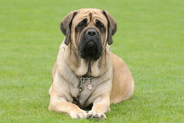 what are mastiffs used for