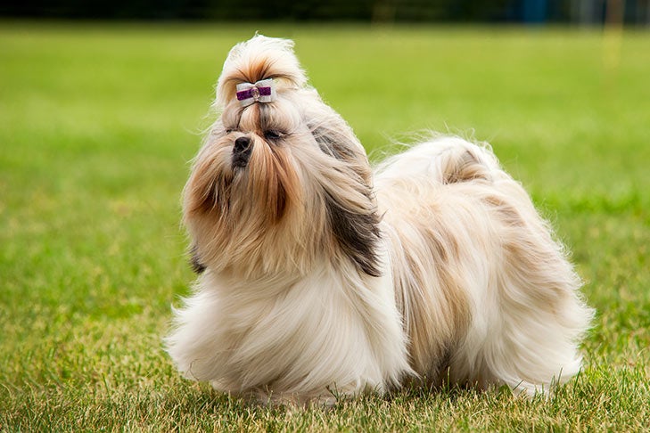 Facts About the Shih Tzu That You May Not Know
