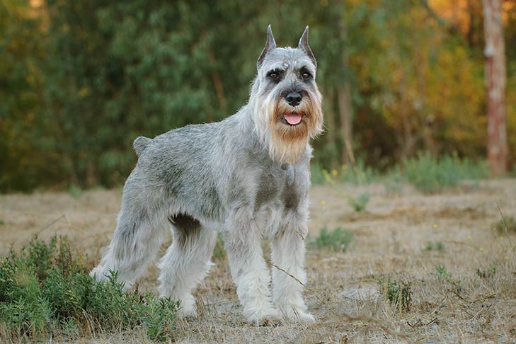 How to Prepare for a Miniature Schnauzer Puppy, Dog Ownership