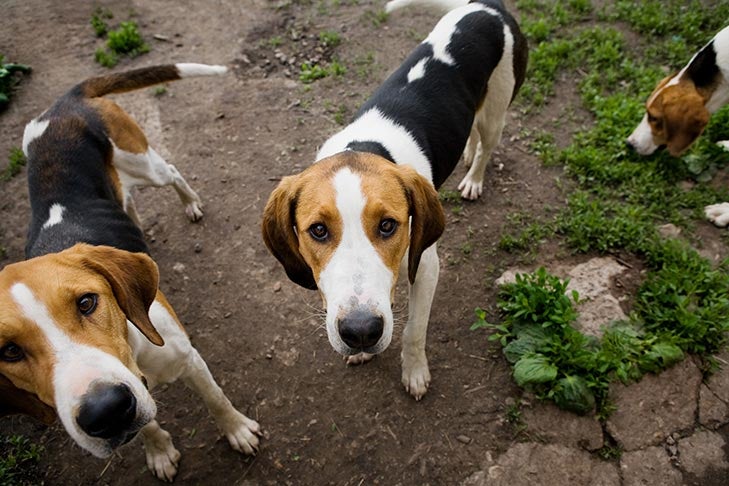american foxhound beagle mix puppies
