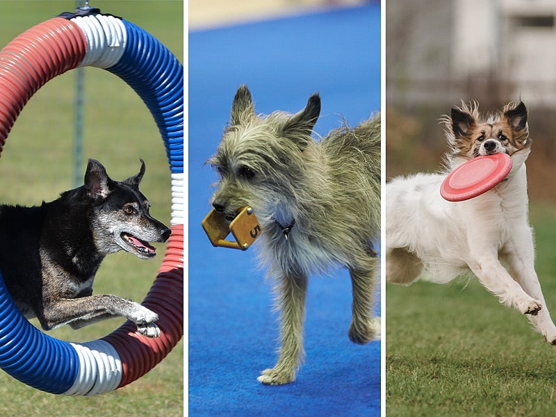 Dog Agility Products  Jump Dog™ Wrestle & Rumble Play Mats