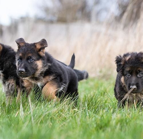 german shepherd hound mix puppies