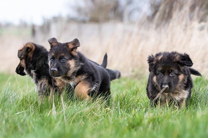 german shepherd black lab mix puppies