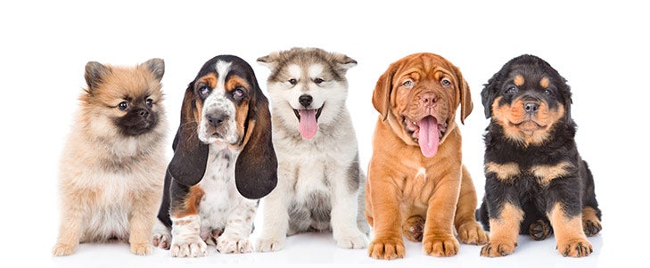 All Dog Names - AKC Dog Name Finder - American Kennel Club