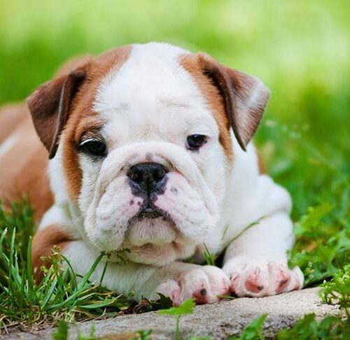 What Is A English Bulldog Look Like