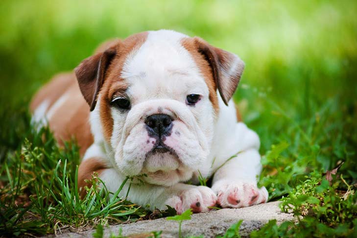 are english bulldogs born with long tails