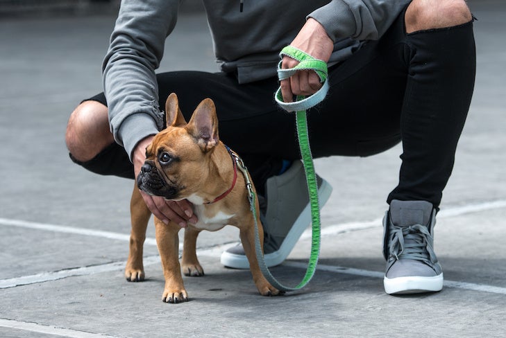 how often should you walk your wetterhoun puppy