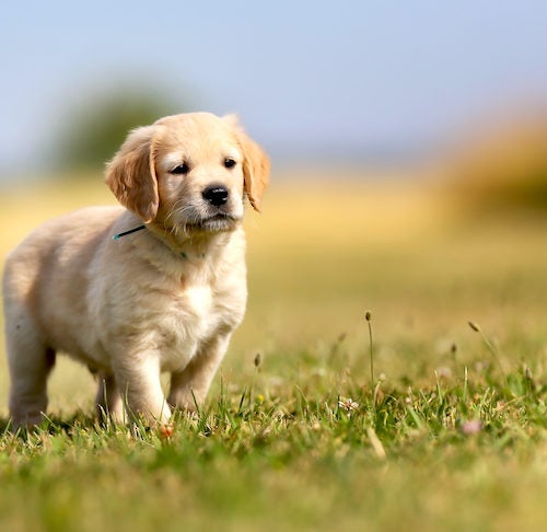 golden retriever puppy playing