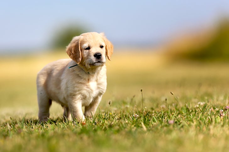 how soon can a golden retriever have puppies?