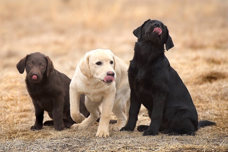 pictures of black lab puppies