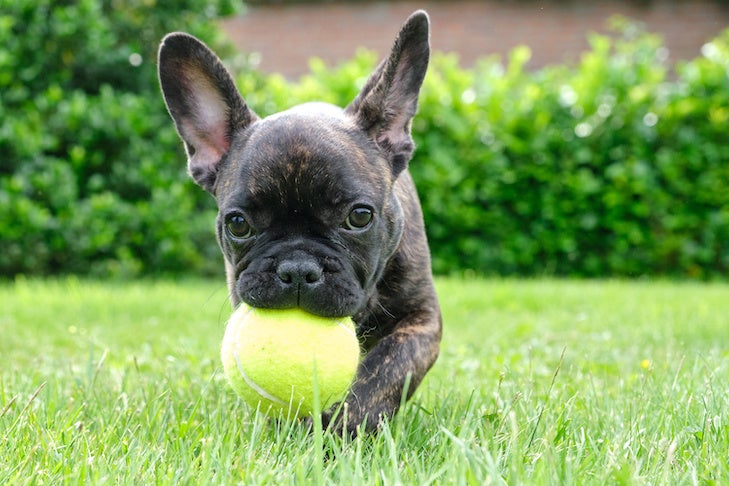 https://www.akc.org/wp-content/uploads/2020/09/French-Bulldog-puppy-playing-with-a-tennis-ball-in-the-yard.jpeg