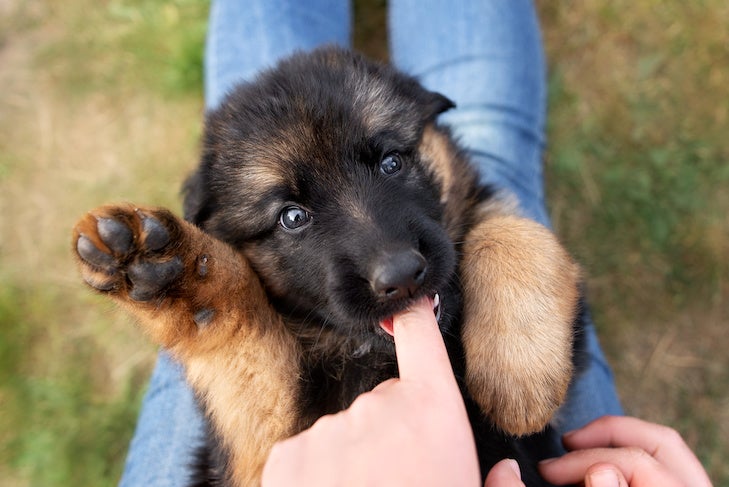Puppy Teething And Nipping A Survival Guide American Kennel Club