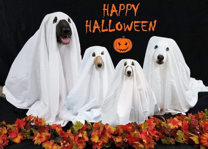 halloween puppies