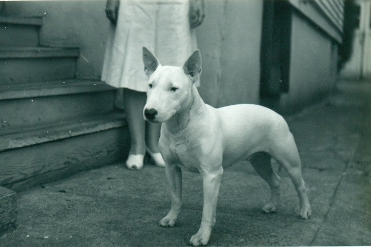 Bull Terrier History: Behind The Breed – American Kennel Club