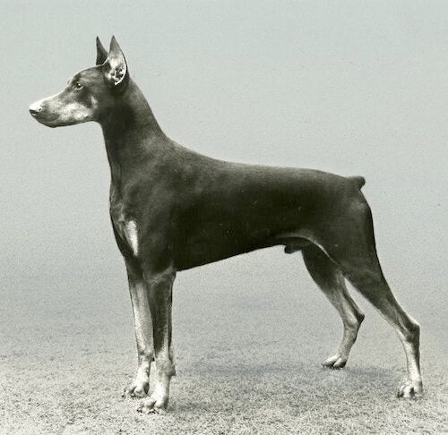 are doberman pinschers born with tails