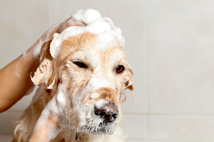 can you use human dry shampoo for dogs