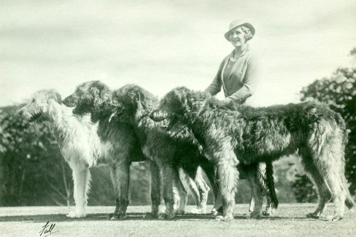 Irish Wolfhound History: Behind the Ancient Breed of Ireland