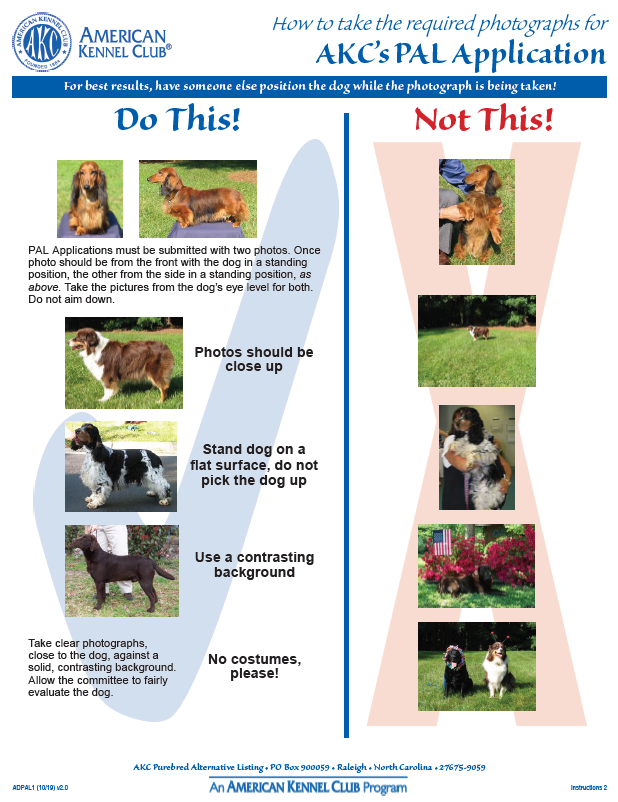 AKC Breeder Of Merit Program – American Kennel Club