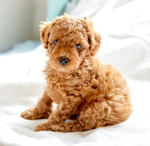 Poodle Puppy Sitting On The Bed In The Morning 500x486 