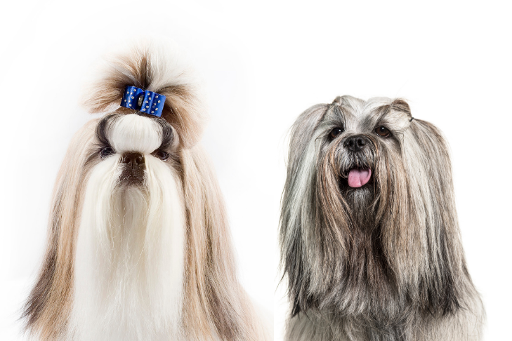 Lhasa Apso Vs. Shih Tzu: How To Tell The Difference
