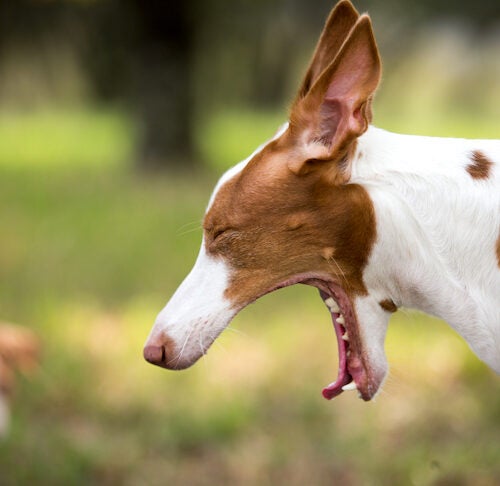 what does it mean when dogs snort
