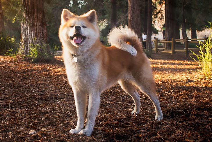 akita temperament how does this large breed behave