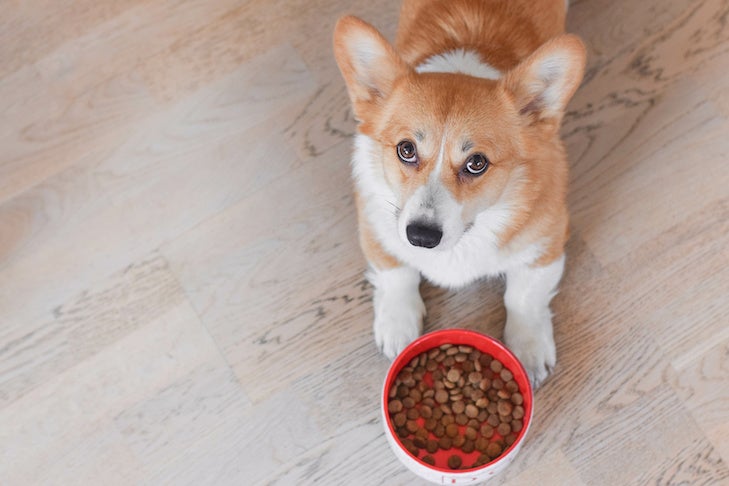 Nutrition - General Feeding Guidelines for Dogs
