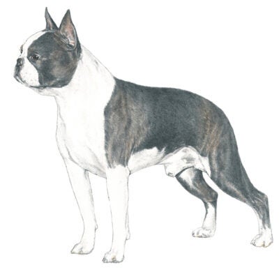 French Bulldog vs Boston Terrier: How to Tell the Difference