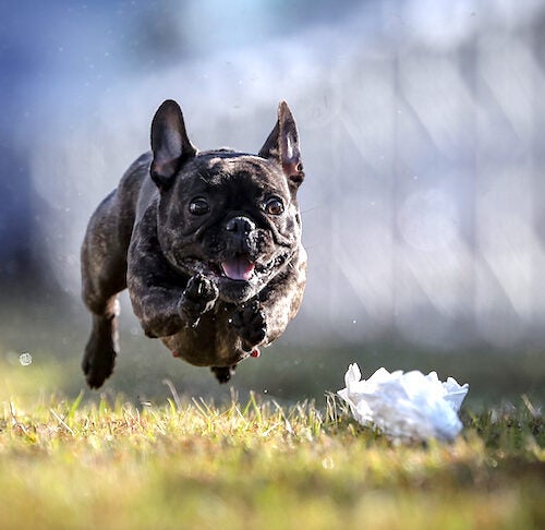 Lure Coursing 101: How to Get Your Dog Started - A-Z Animals