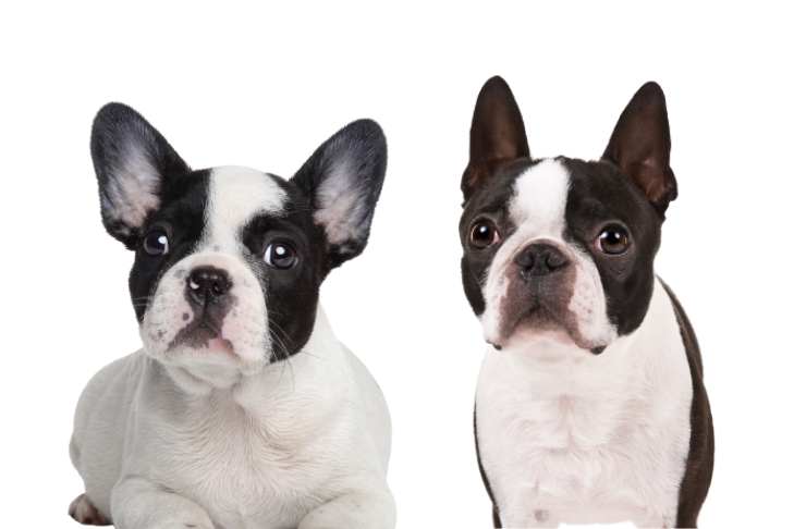 French Bulldog Vs Dachshund: Ultimate Comparison Guide