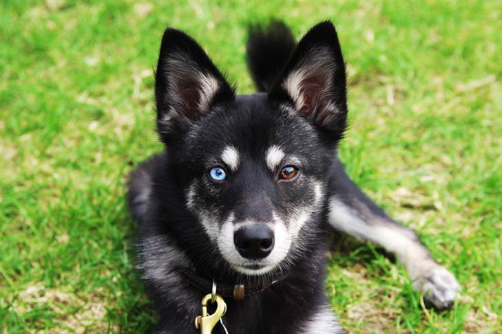 https://www.akc.org/wp-content/uploads/2021/01/Alaskan-Klee-Kai-head-portrait-outdoors-with-two-color-eyes.jpg