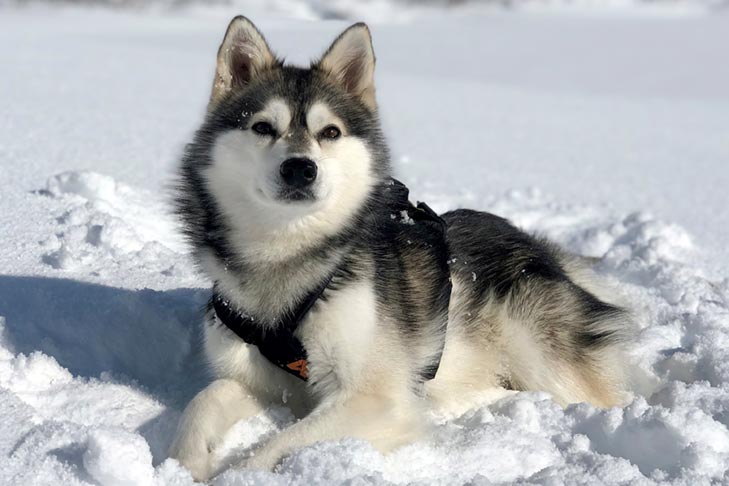 are huskies more closely related to wolves