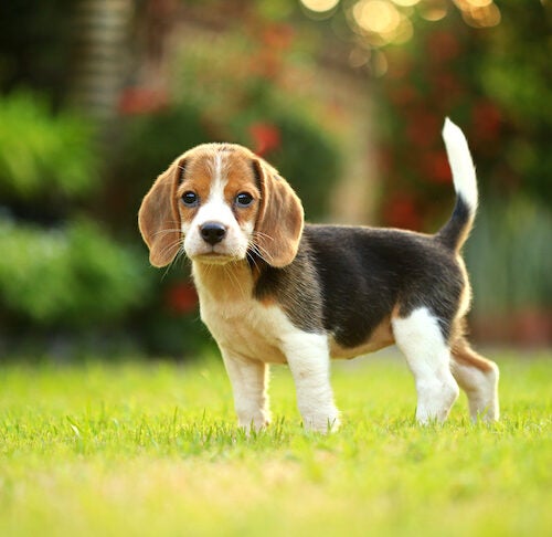 beagle bloodhound mix puppies