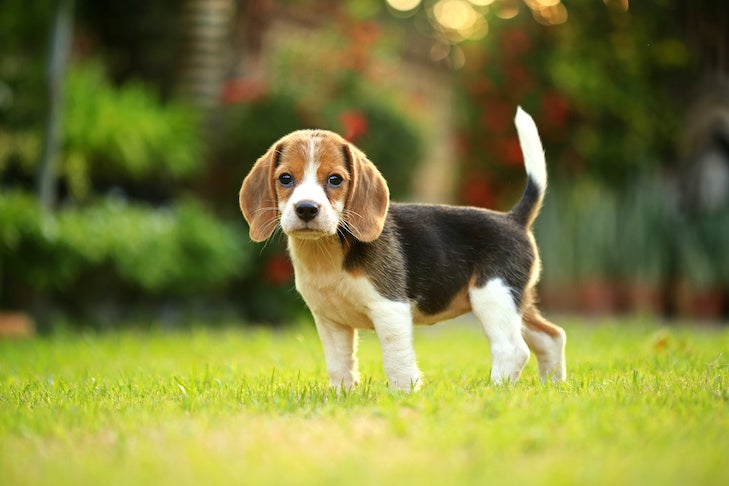can you get a beagle puppy?