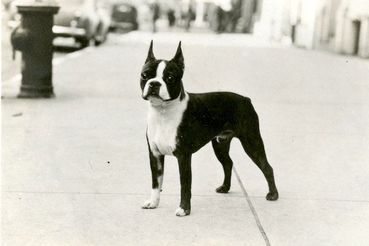 are boston terriers pit bulls