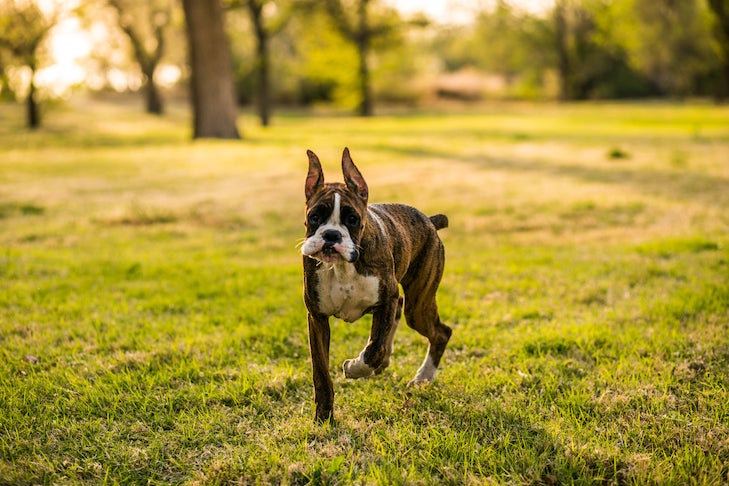 9 Great Dog Breeds for First-Time Owners – American Kennel Club