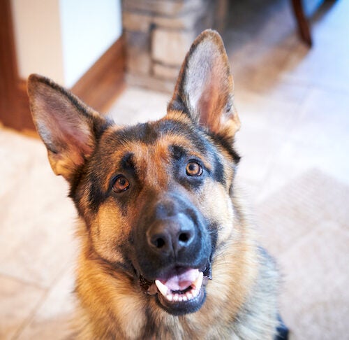 are male german shepherds protective