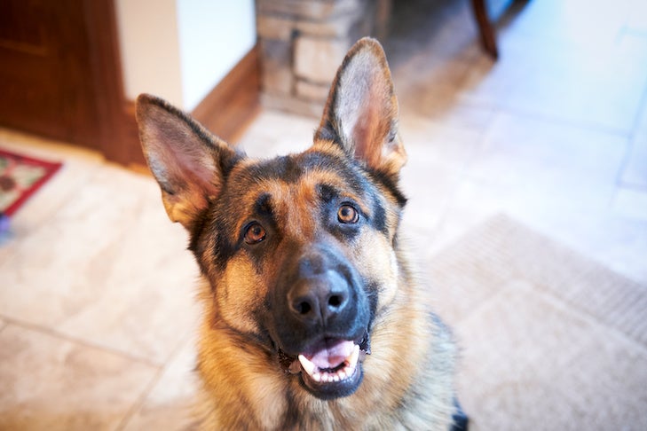 how are german shepherds helpful to humans
